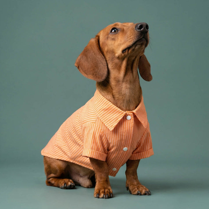 Dachshund wearing a orange button up dog shirt in a green background
