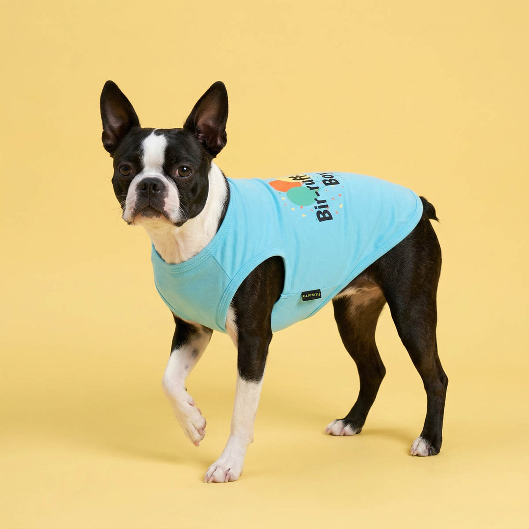 Boston Terrier wearing a birthday shirt for dogs in a yellow background