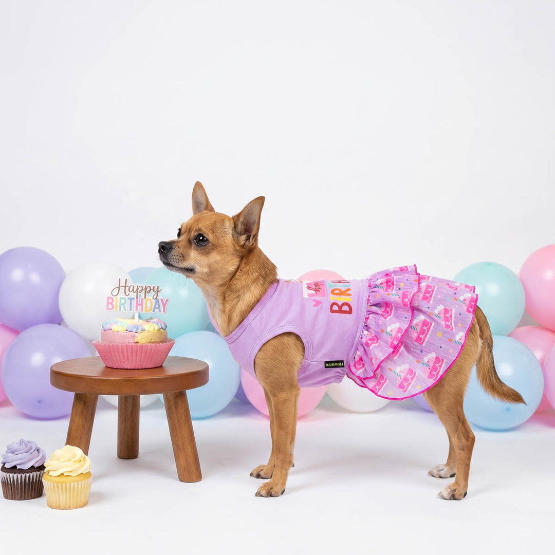 Dog in a birthday-themed dress for dogs with balloons and a cake on a white background