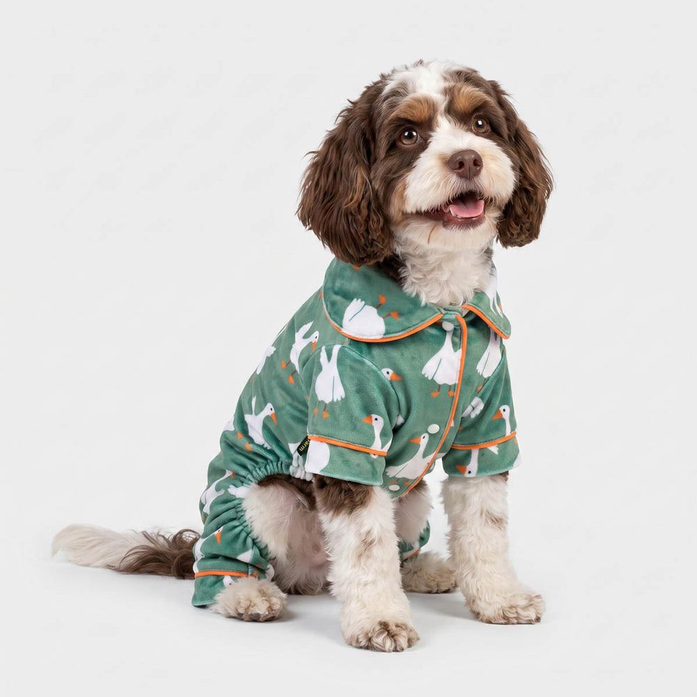 Small dog sitting on a white background with a button-up dog pjs in funny duck prints