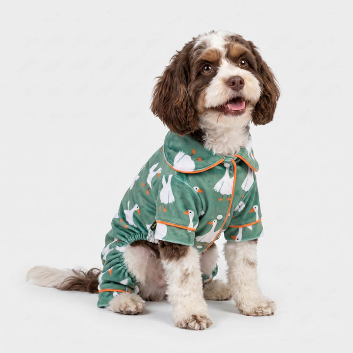 Small dog sitting on a white background with a button-up dog pjs in funny duck prints