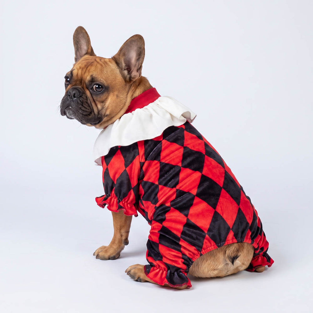 French bulldog wearing a red and black harlequin diamond-patterned dog costume with a white ruffled collar on a studio background.