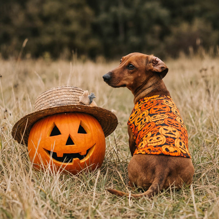 Dachshund wearing an orange and black pumpkin-patterned dog tshirt sits in a grassy field next to a carved jack-o'-lantern pumpkin wearing a straw hat