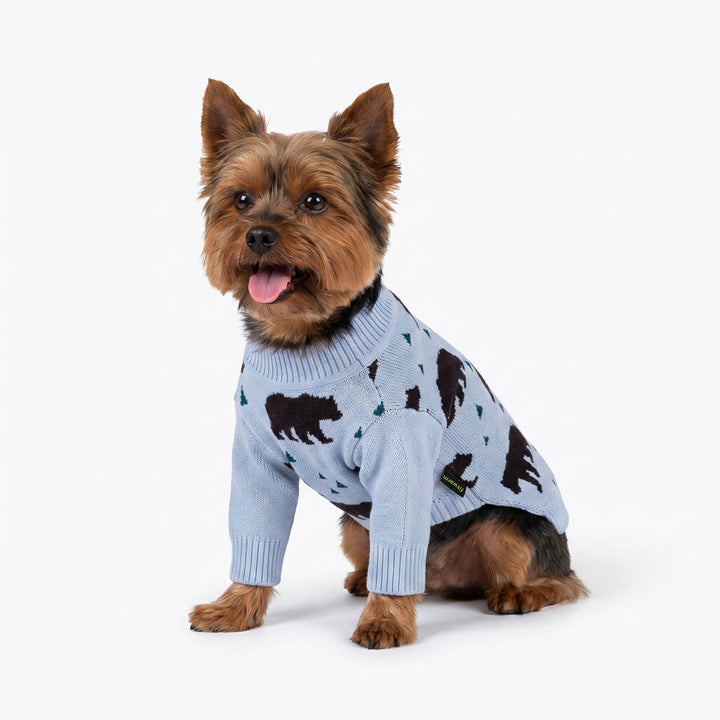 Small Yorkie wearing a light blue dog knit sweater with black bear prints and small green tree motifs, photographed on a clean white studio background