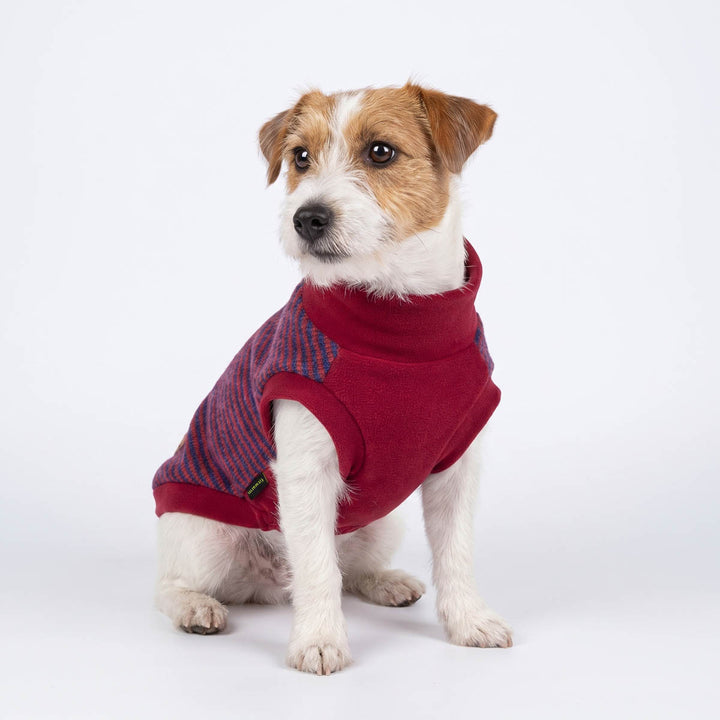 Small white and tan dog wearing a red dog turtleneck sweater with blue stripes, photographed against a clean white studio background
