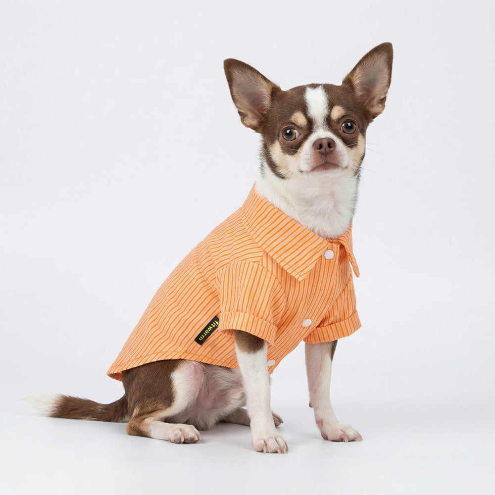 Chihuahua sitting with a orange striped shirt for dogs