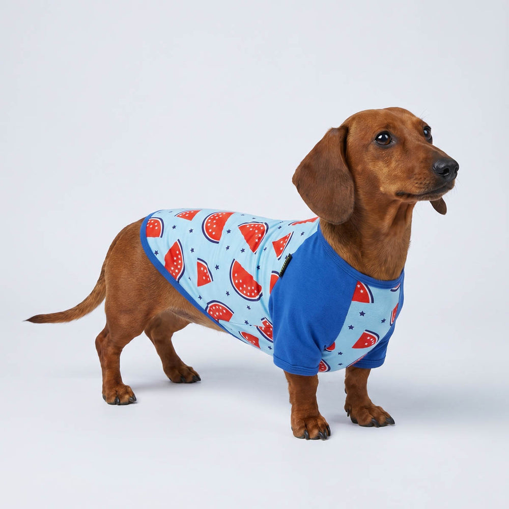 Dachshund in a summer dog t shirt with watermelon prints