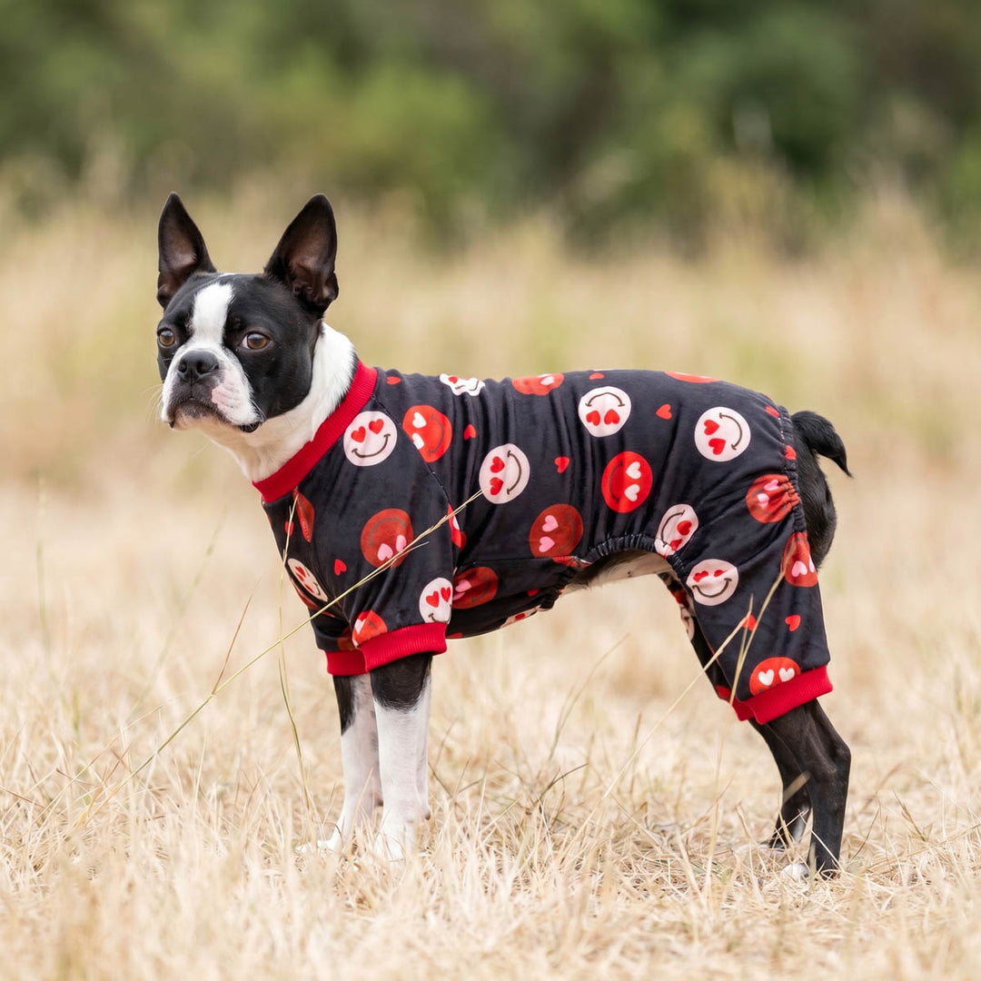 Boston Terrier standing outdoors with a dog jammies with funny prints