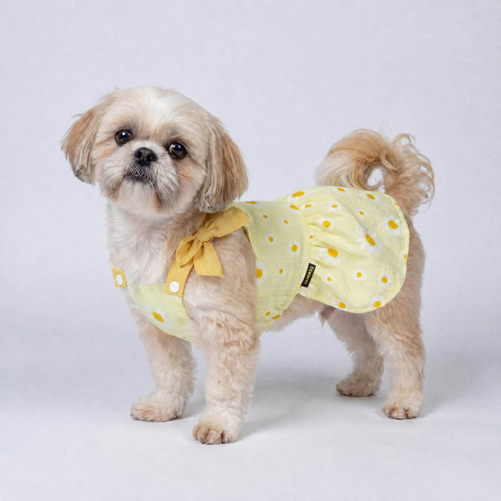 Small dog wearing a yellow daisy dog tutu dress on a white background