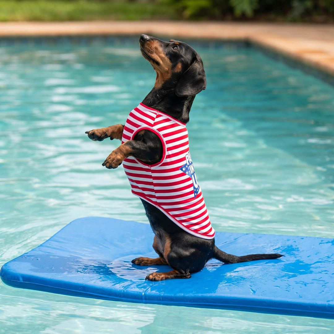 Dachshund standing on a pad on water in a patriotic dog shirt with a star