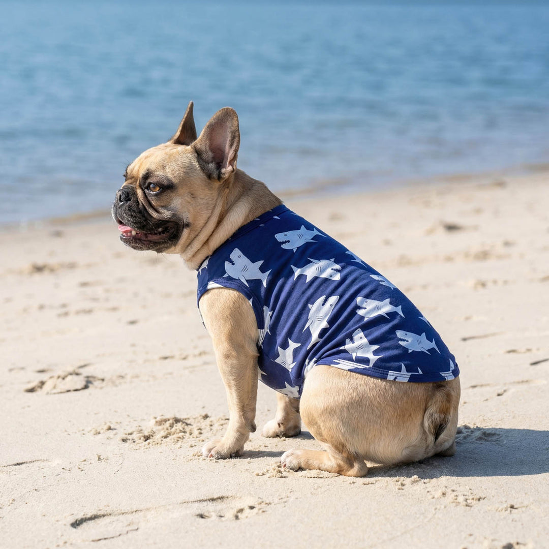French Bulldog sitting on the beach with a lightweight dog shirt with shark prints