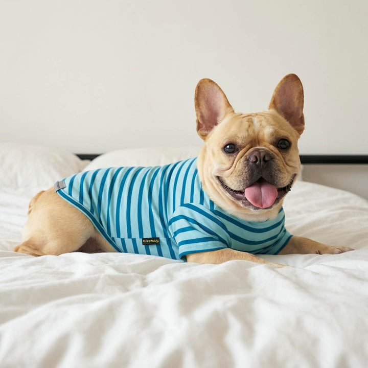 French Bulldog lying on the bed with striped dog tshirt