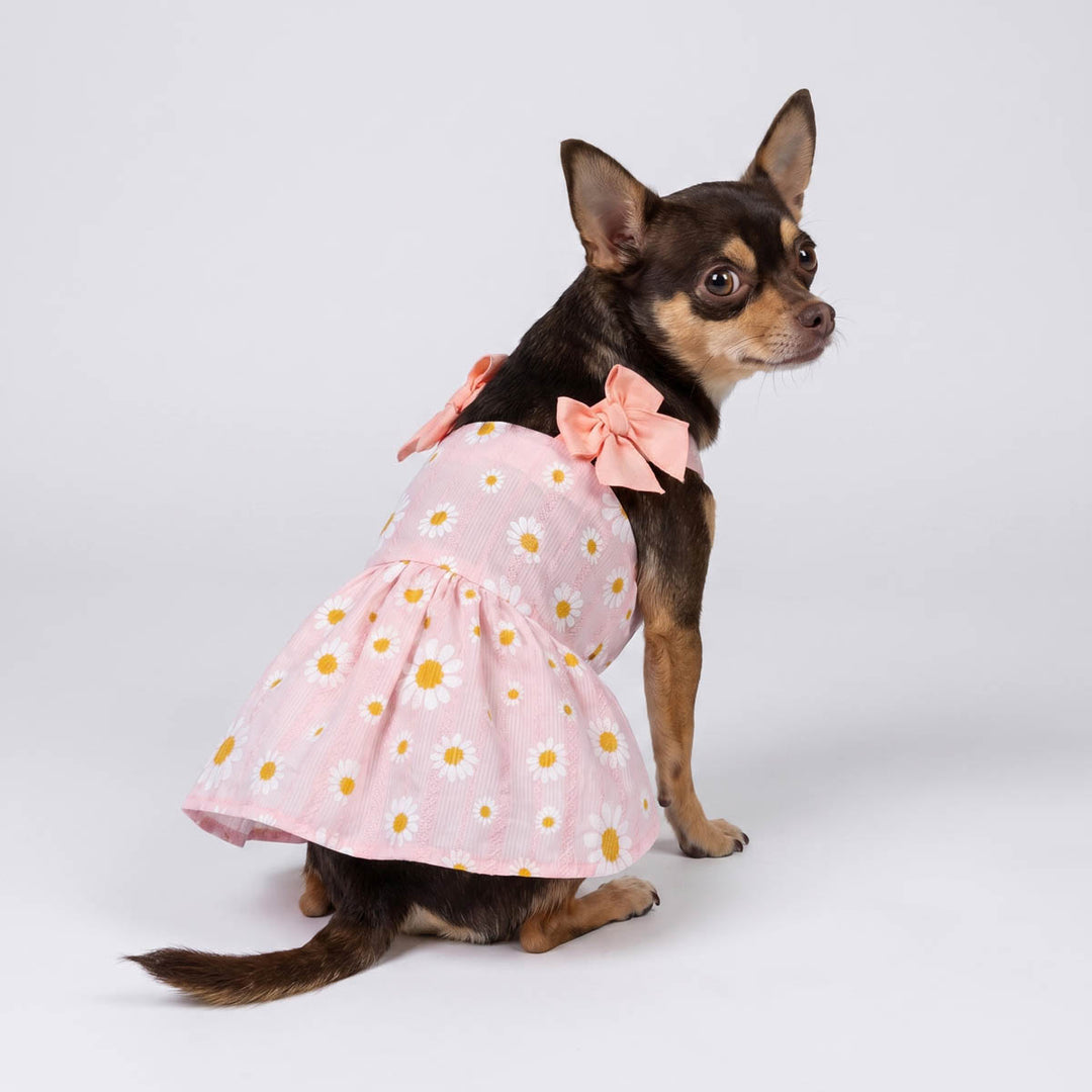 Chihuahua sitting in a white background with a dog tutu dress 