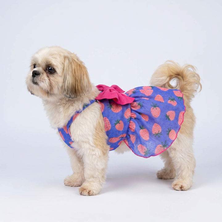 Small dog wearing a strawberry dog dress in a white background