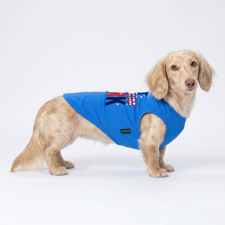 Dachshund in a dog patriotic shirt on a white background