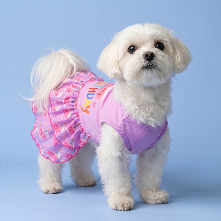 Small dog standing on a blue background and wearing a dog birthday dress with cake prints