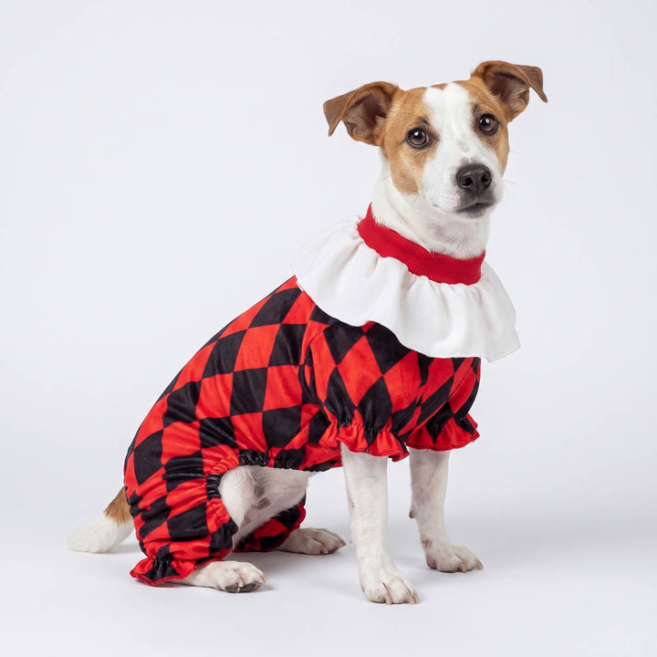 Small dog wearing a red and black checkered costume for dogs with a white ruffled collar, posed against a studio background
