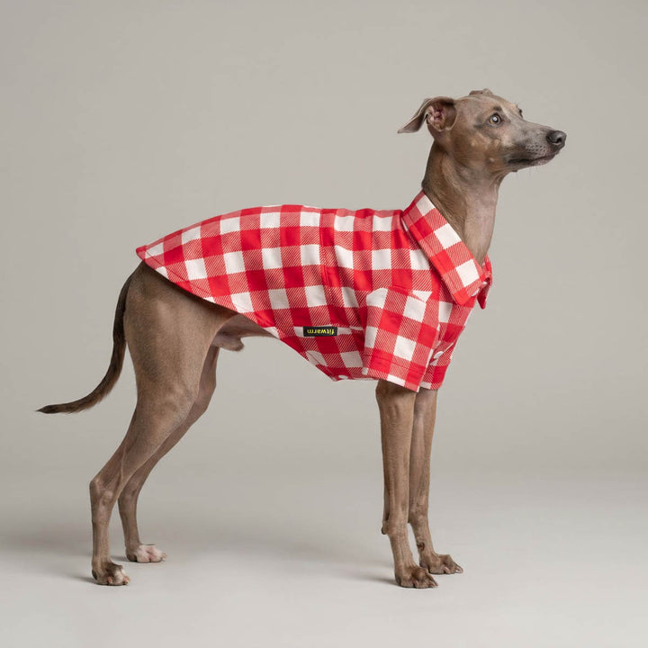 Italian Greyhound wearing a red and white plaid shirt for dogs