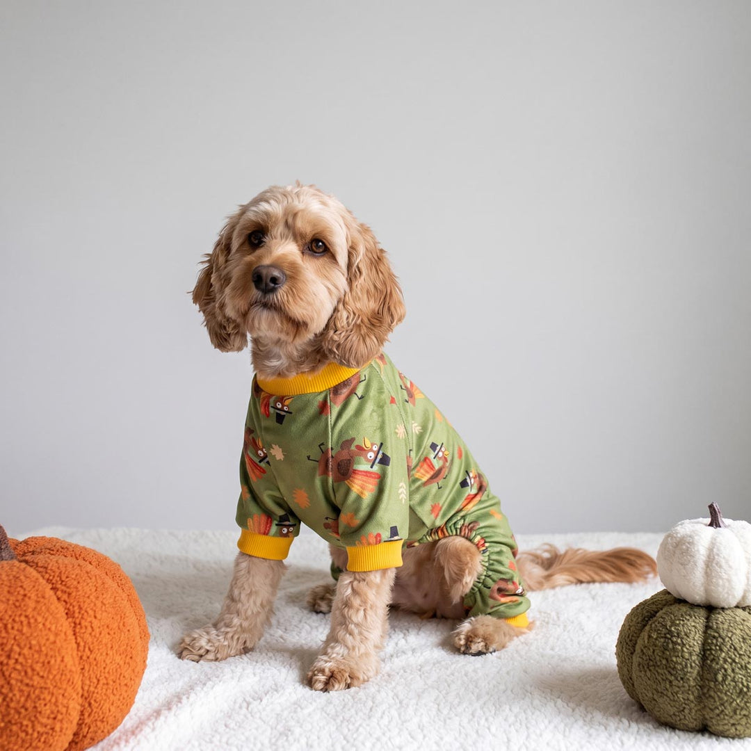 Small dog sitting on a blanket next to pumpkins and wearing a dog Thanksgiving onesie with funny turkey prints
