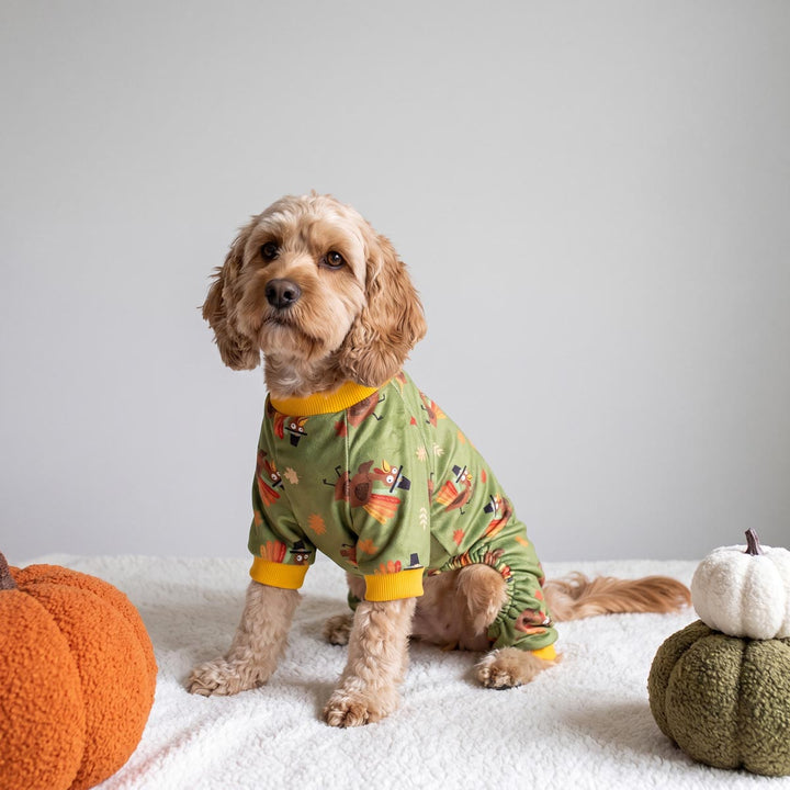 Small dog sitting on a blanket next to pumpkins and wearing a dog Thanksgiving onesie with funny turkey prints