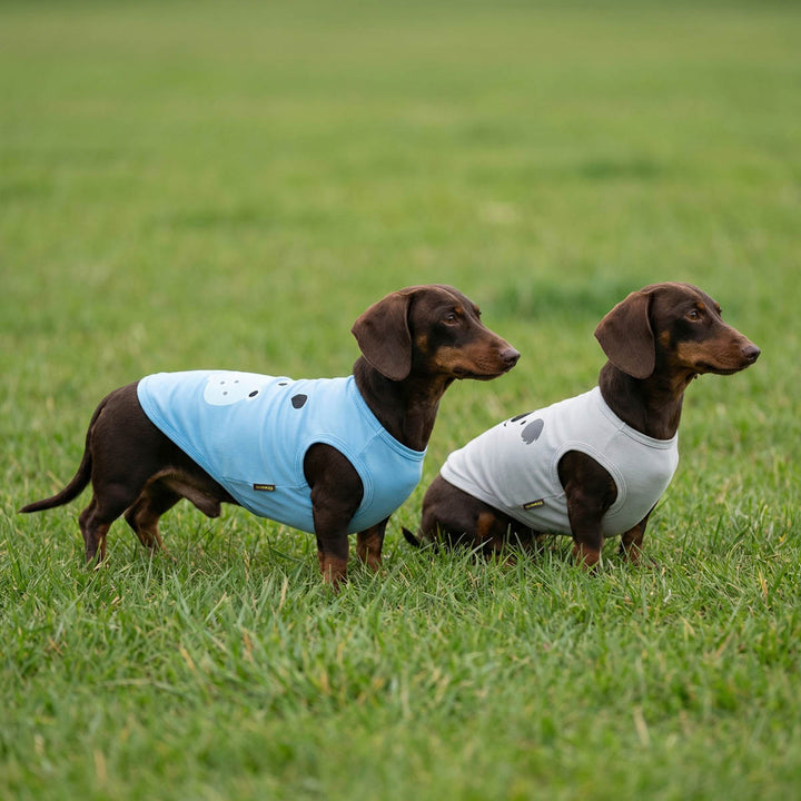 Two dachshunds wearing funny animal themed shirt for dogs and standing on grass