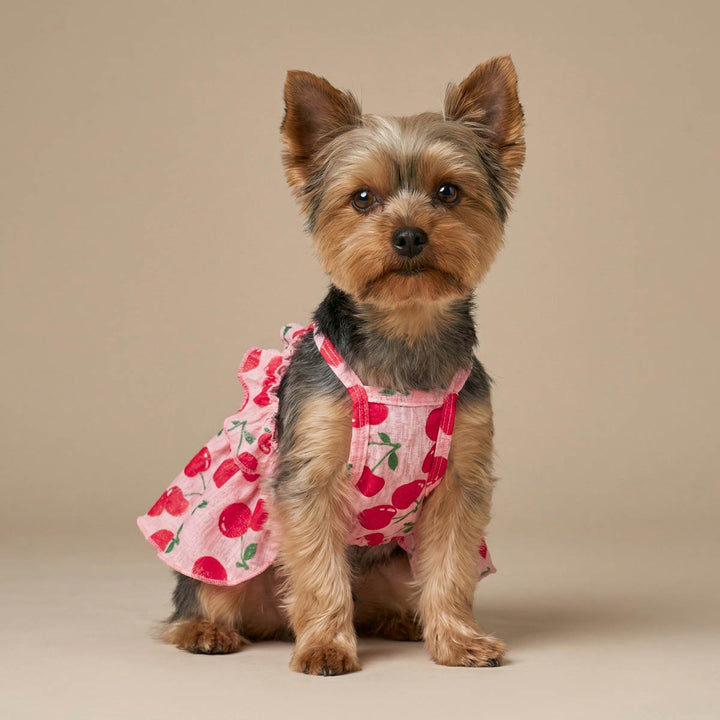 Yorkie wearing a cherry dog tutu dress and sitting on a beige background