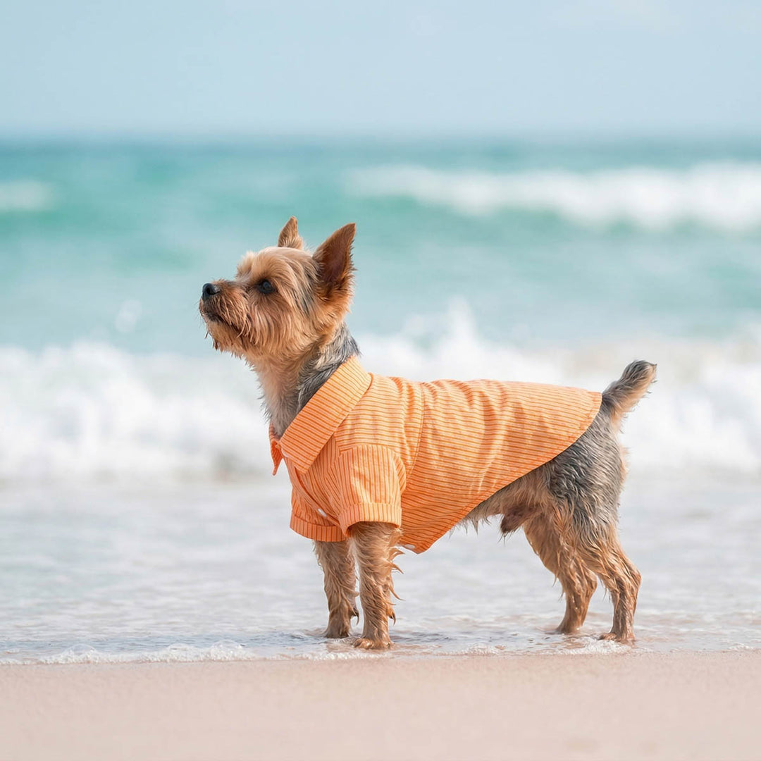 Yorkie standing on a beach with a classic striped dog t-shirt