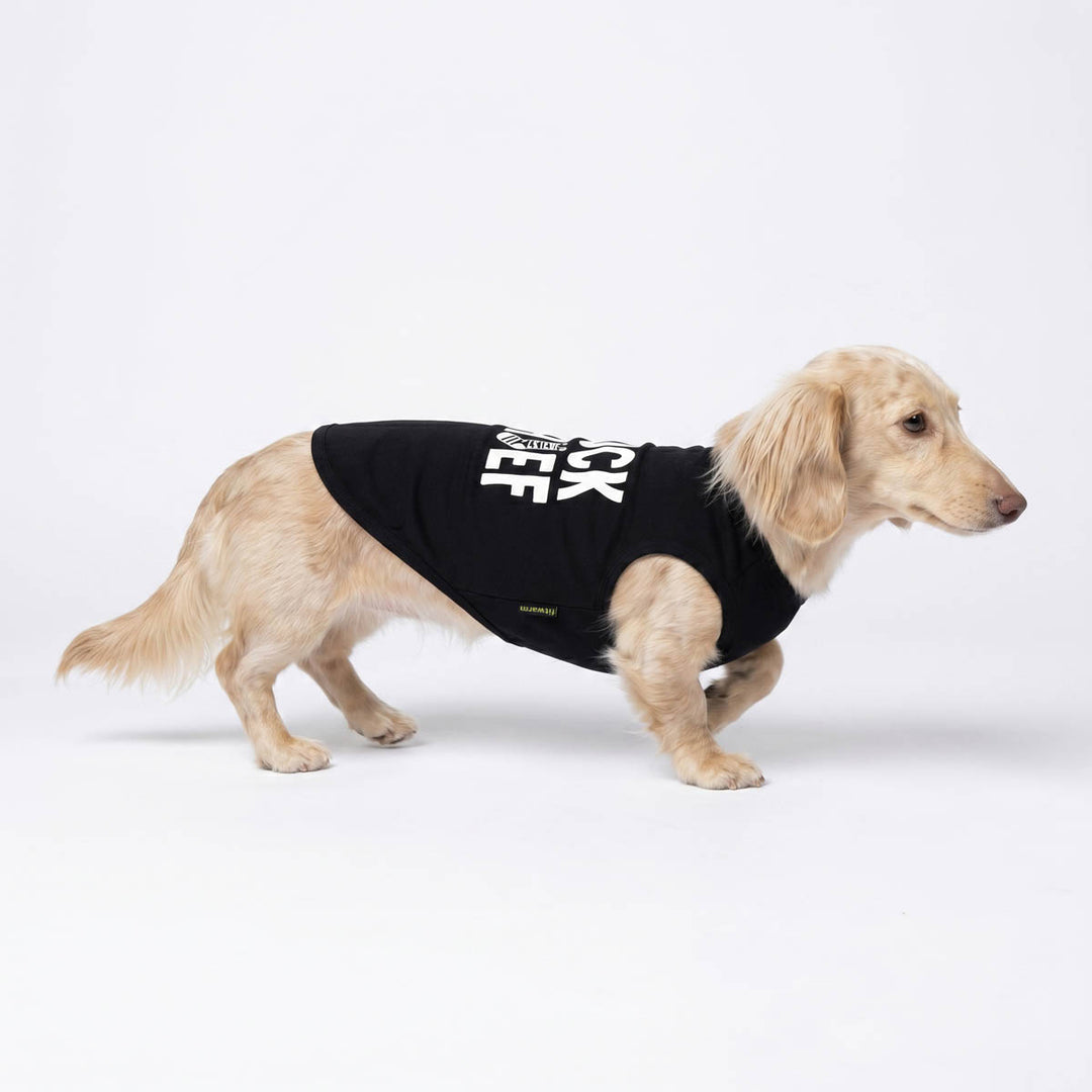 Dachshund wearing a black shirt for dogs in a white background