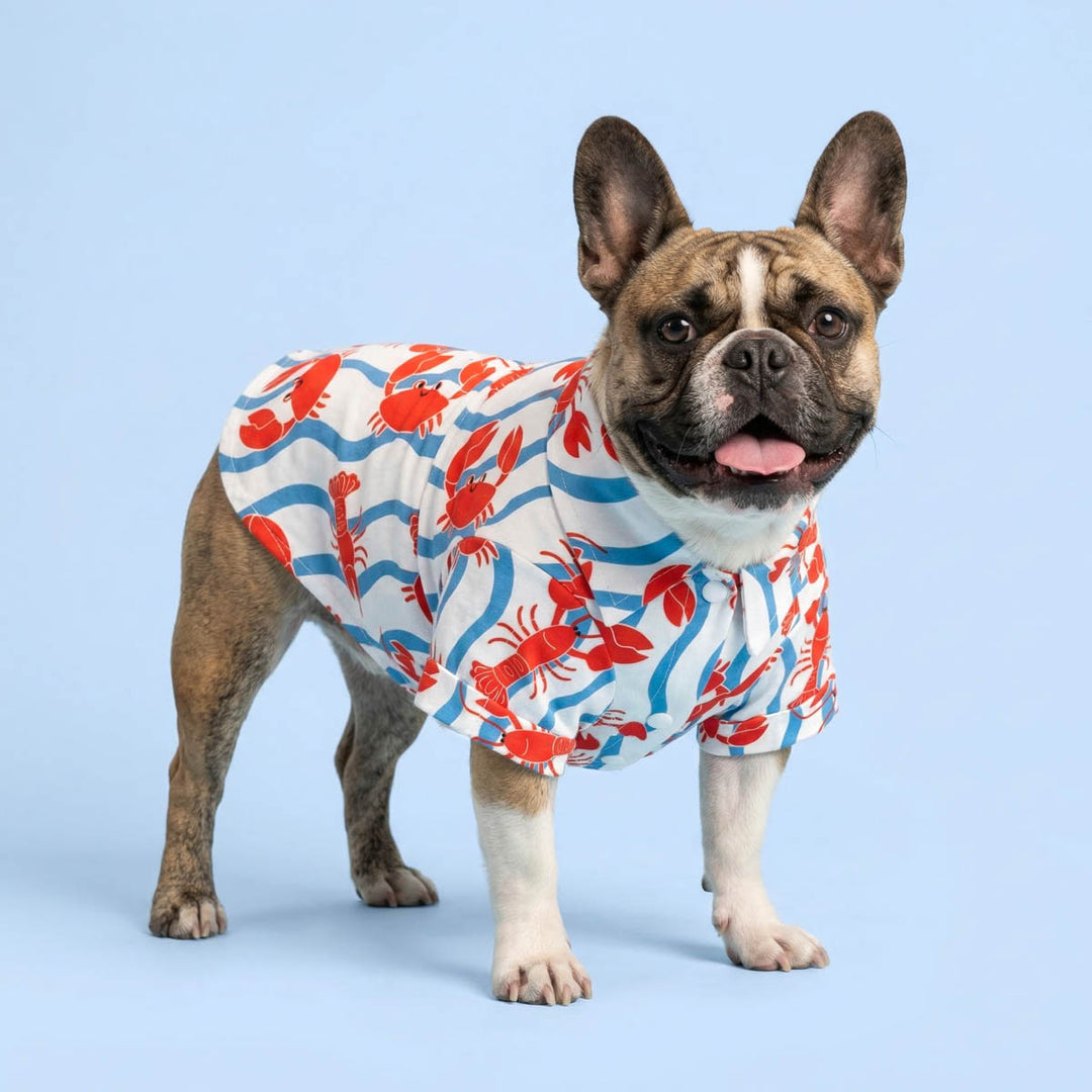 French Bulldog standing in a blue background with a dog t-shirt design with marine creature prints and stripes