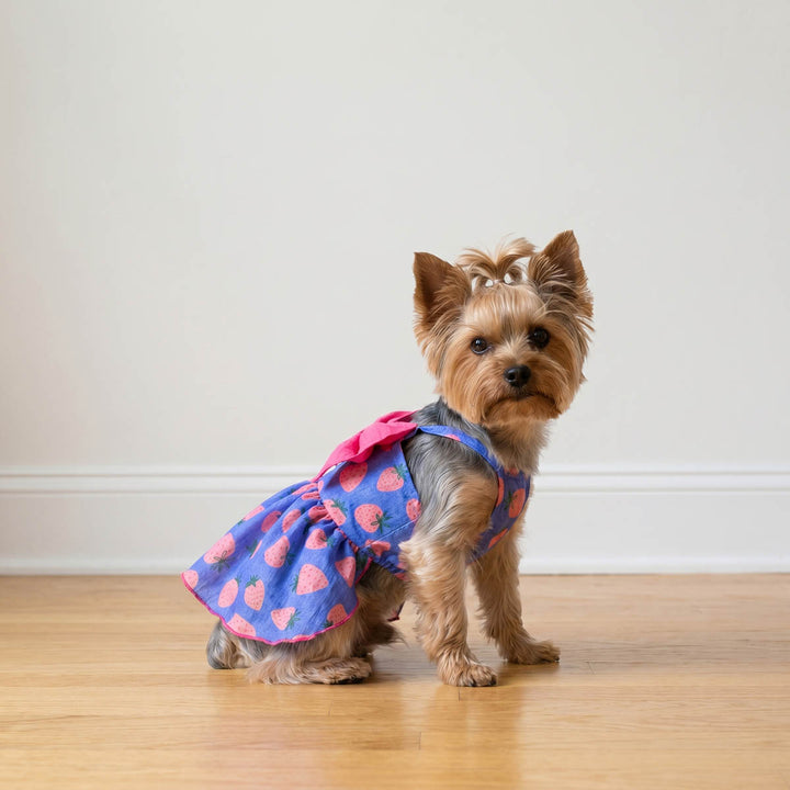 Yorkie sitting on a wooden floor in a strawberry dog tutu