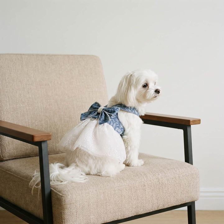 Small white dog with a blue and white dog tutu sitting on a beige armchair