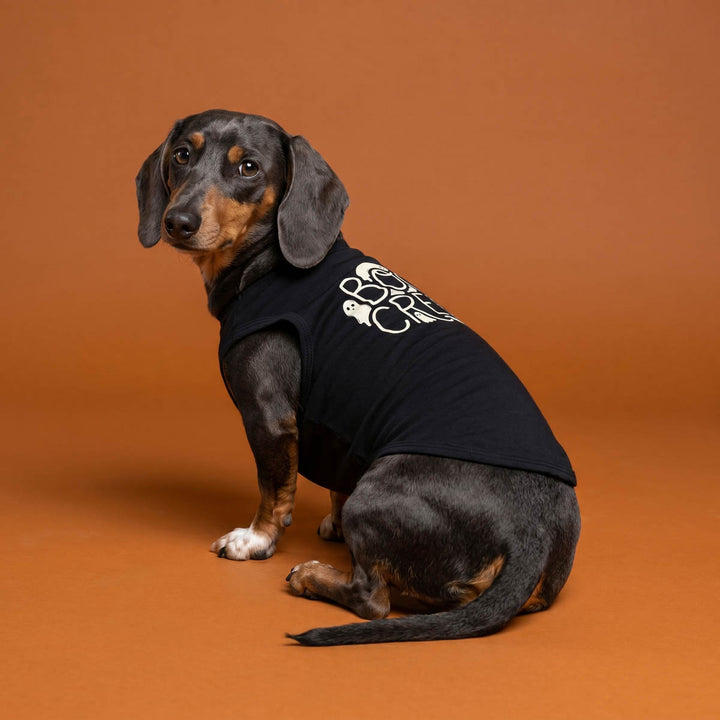 Dachshund wearing a black Halloween shirt for dogs with spooky ghost prints on an orange background