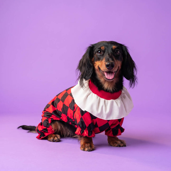 Dachshund wearing a red and black harlequin patterned dog Halloween costume with a white ruffled collar, posed against a solid purple studio background