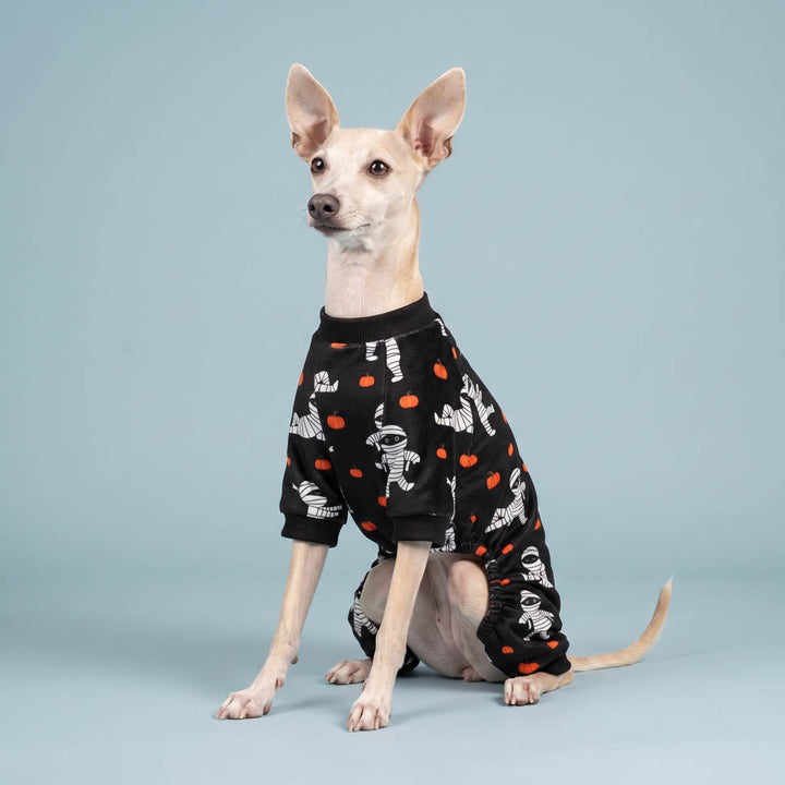 Small dog with large ears sits on a light blue studio background wearing a black short-sleeve spooky dog pajamas with an orange and white Halloween print