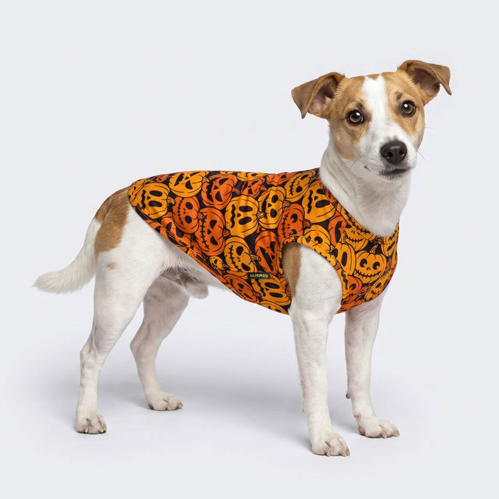 Jack Russell wearing a bright orange Halloween-themed dog shirt covered in a black and orange pumpkin print, standing against a light gray studio background