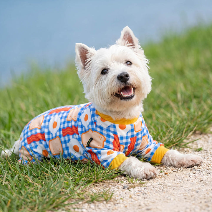 Small white dog lying on grass and gravel, wearing a colorful breakfast-themed pajama for dogswith a blue gingham pattern, fried eggs, bacon, toast, and yellow cuffs