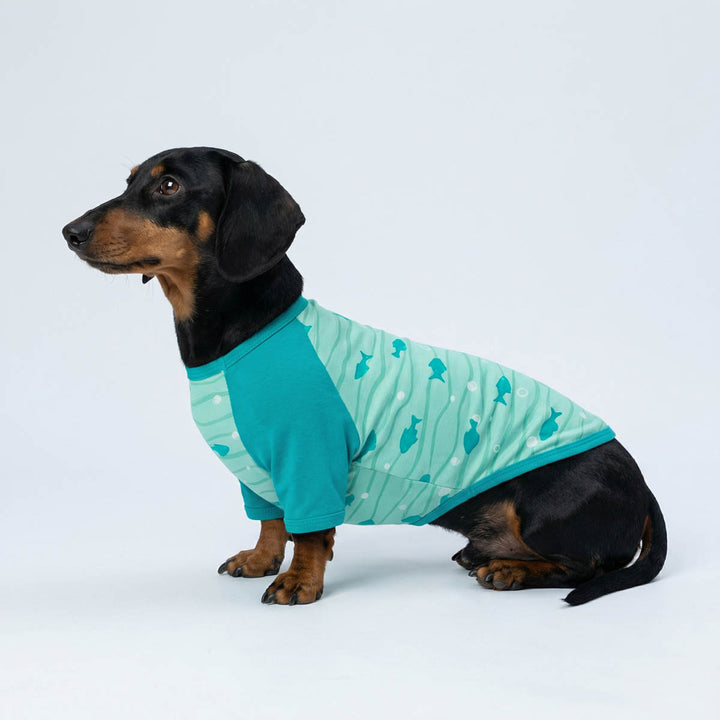 Dachshund sitting with a blue fish dog t shirt