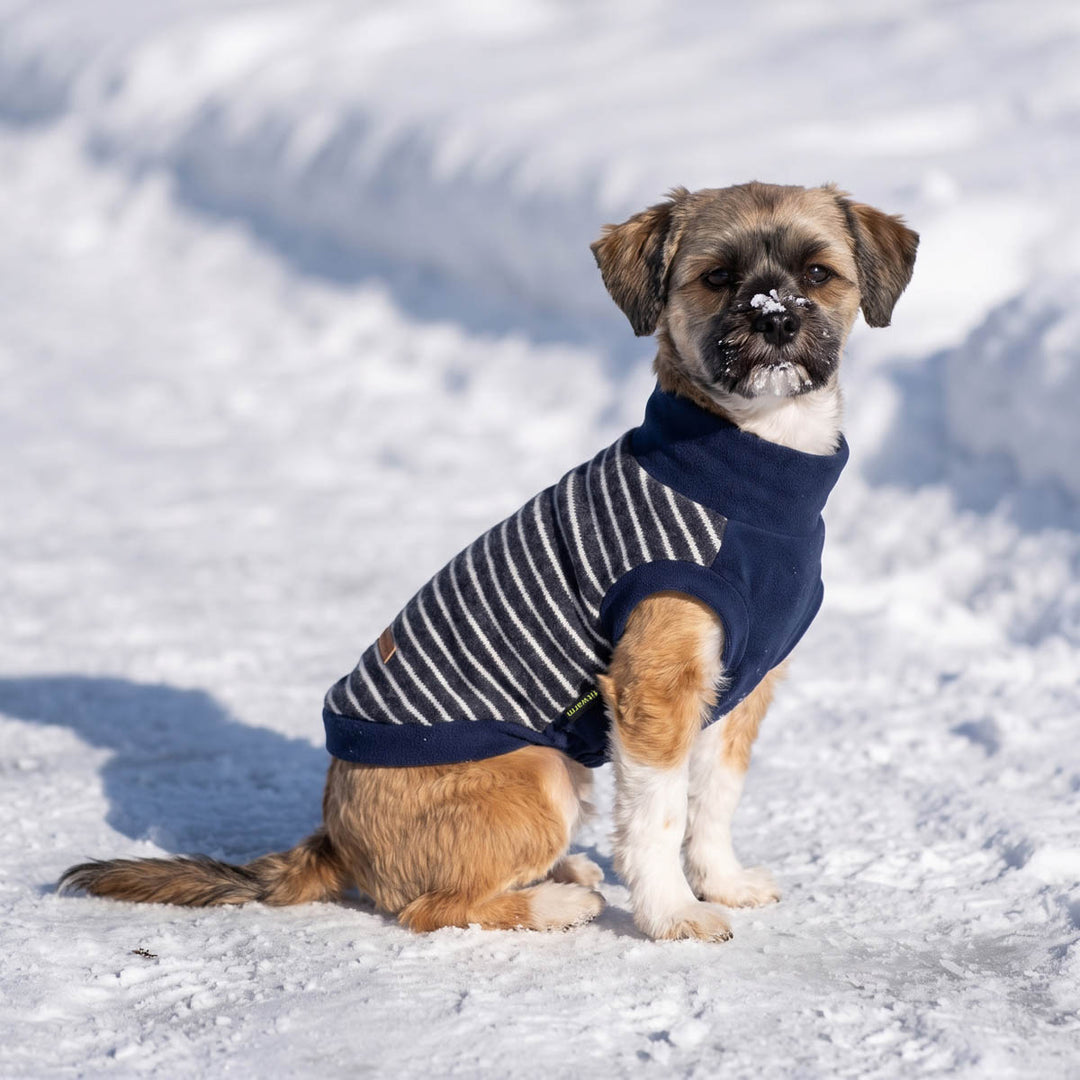 Small brown and white dog sitting in the snow wearing a navy blue and white striped dog knit sweater