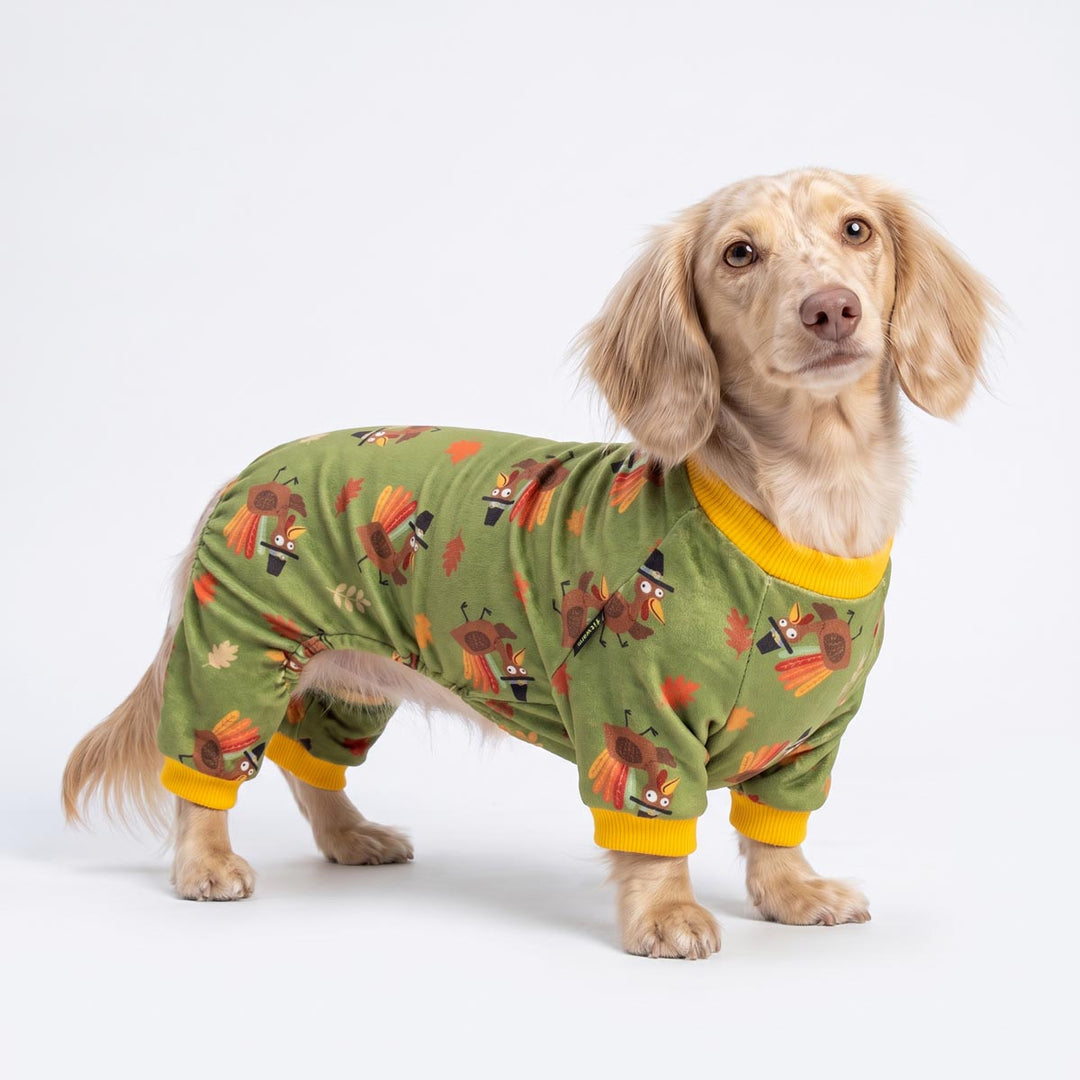 Dachshund standing on a white background with turkey pajamas for dogs