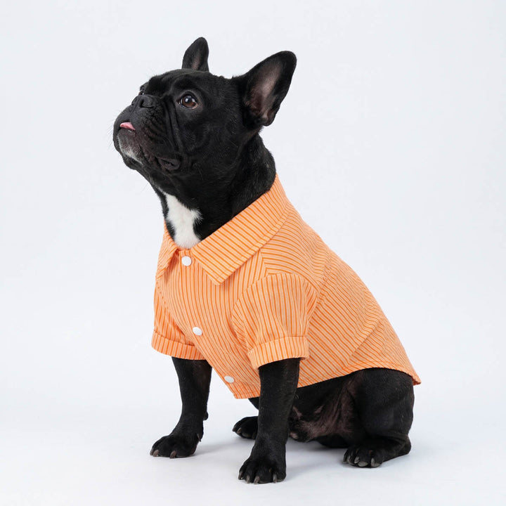 French Bulldog wearing a collared neck shirt for dogs