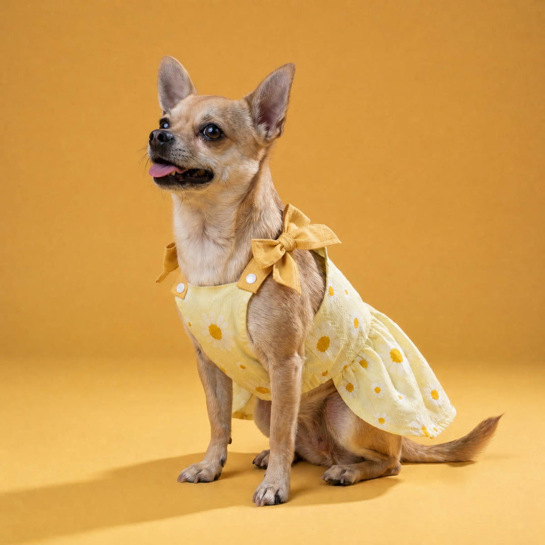 Chihuahua wearing a charming daisy dog dress in a yellow background