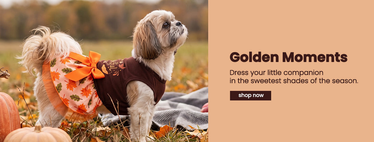 Small dog wearing a dog Thanksgiving dress and standing next to pumpkins