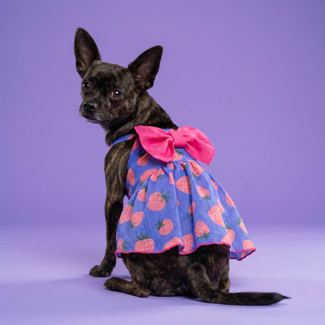 Chihuahua looks back with a blue dog dress with strawberry and bow 