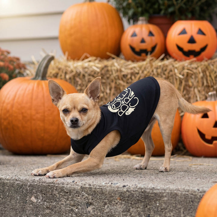 Chihuahua wearing a black dog t-shirt with white text in front of jack-o'-lanterns