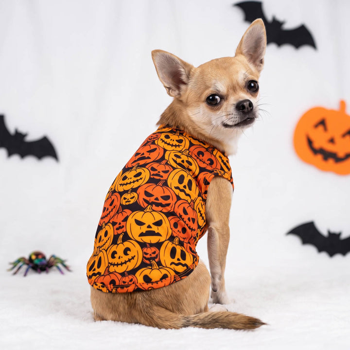 Chihuahua dog wearing a Halloween-themed orange and black shirt for dogs, sitting on a white textured surface with Halloween decorations in the background