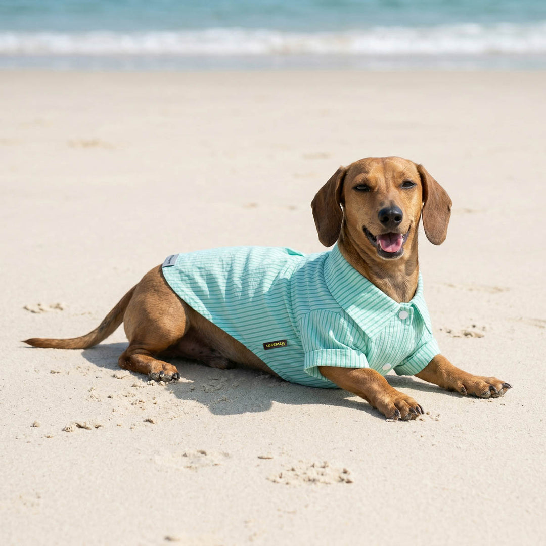Dachshund lying on the beach and wearing dog Hawaiian shirt
