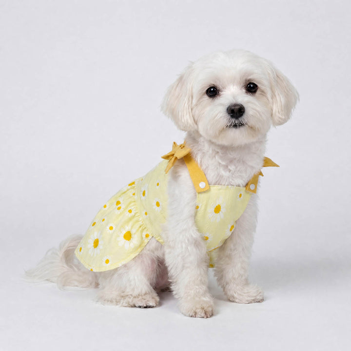 Small white dog wearing a yellow daisy dress for dogs with a bow tie on a light gray background