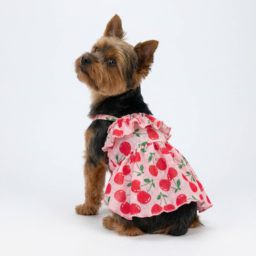 Yorkie sitting with a summer ruffle dog dress with cherry prints and looking up