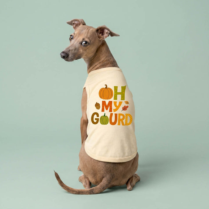 Italian Greyhound looks back in a Thanksgiving shirt for dogs with 'Oh my gourd' lettering
