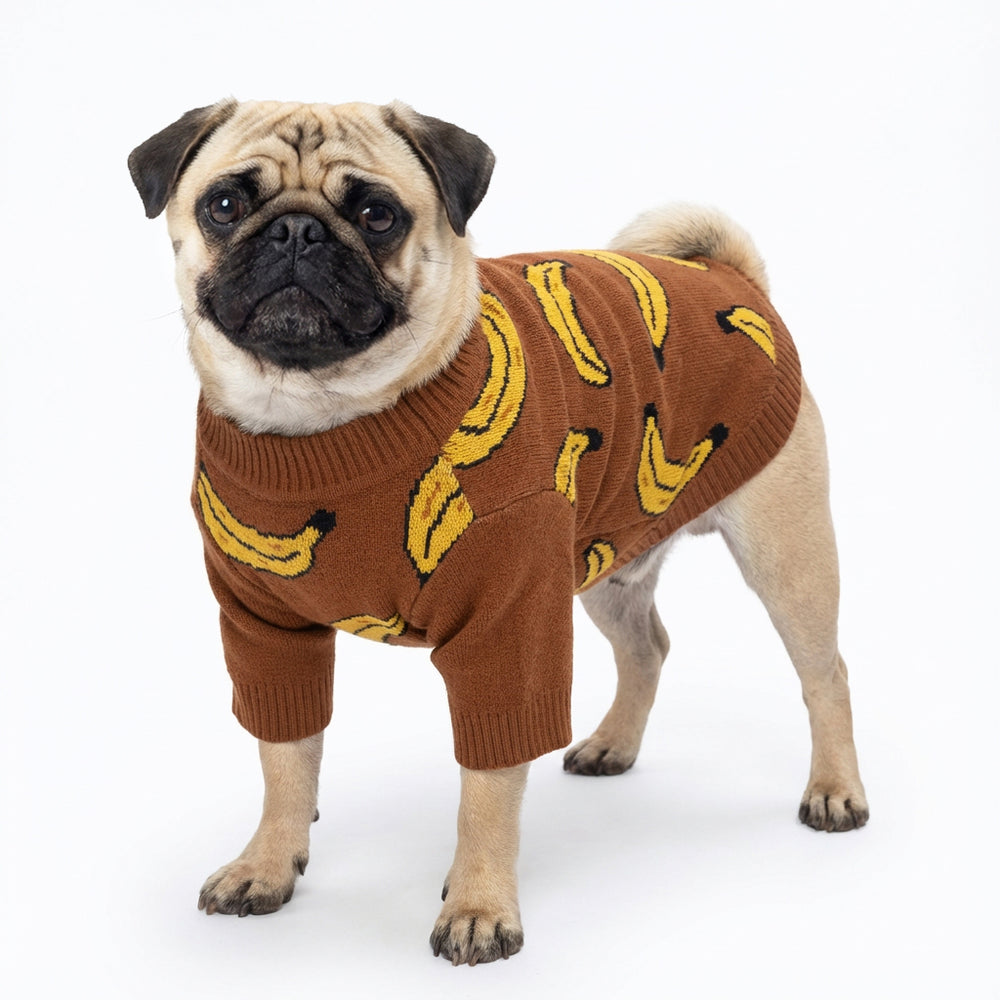 Pug wearing brown dog sweater with playful banana pattern on clean white background